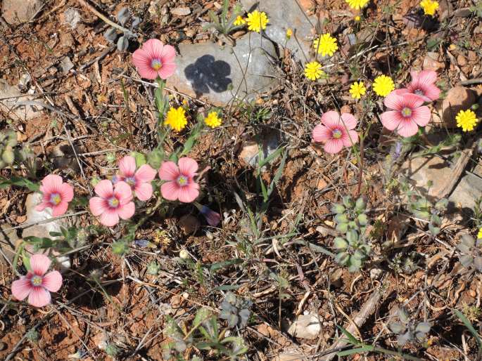 Linum pubescens