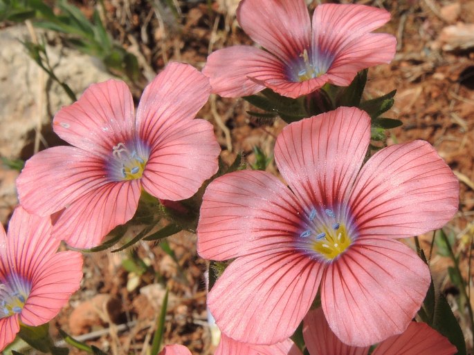 Linum pubescens