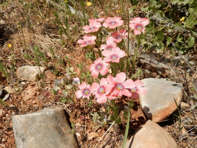 Linum pubescens