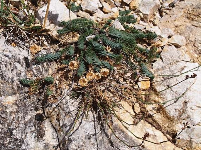 Linum punctatum subsp. punctatum