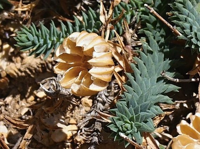 Linum punctatum subsp. punctatum