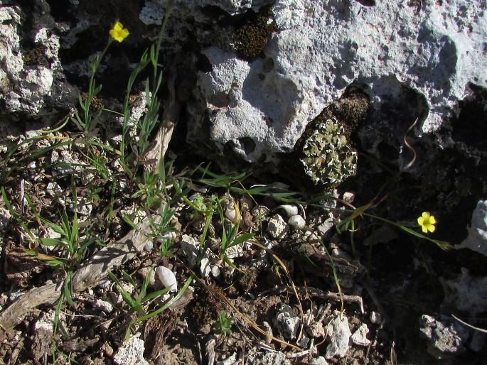 Linum trigynum