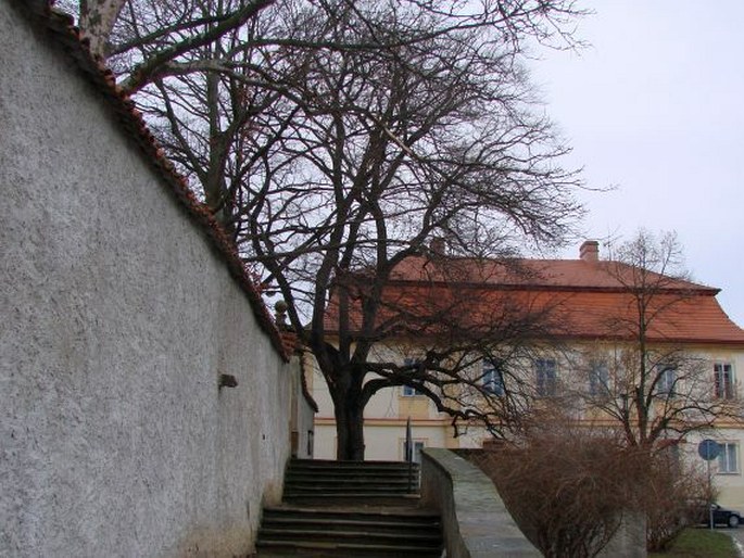 Lípa u děkanského kostela v Čelákovicích