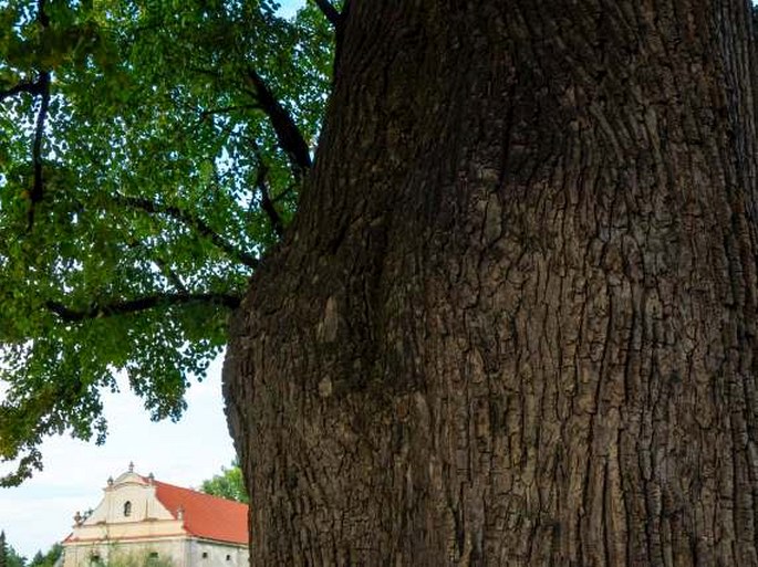 Lípa u sv. Václava v Nedošíně