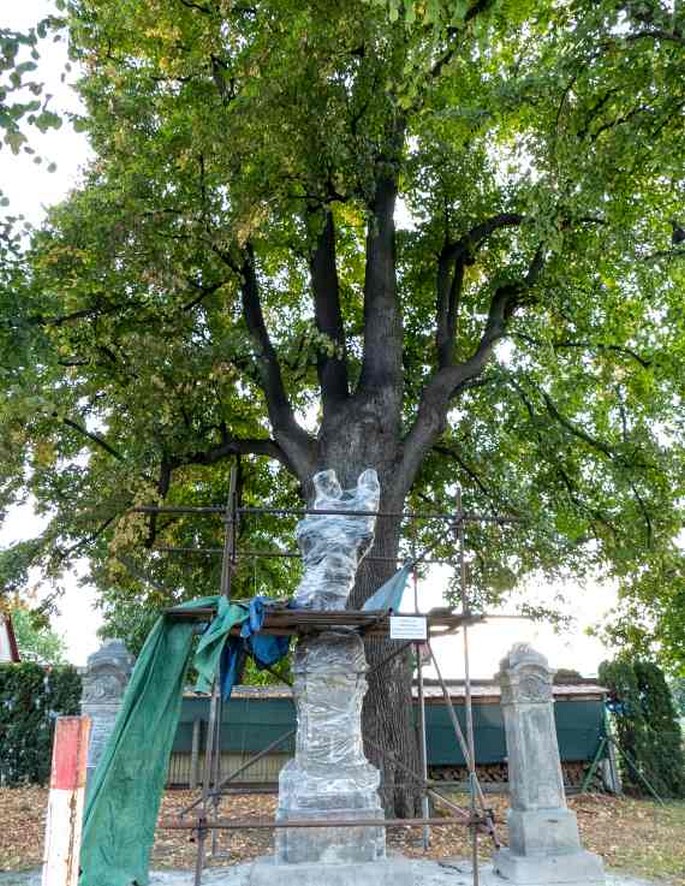 Lípa u sv. Václava v Nedošíně