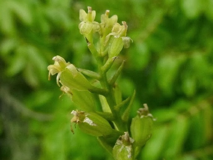 Liparis cespitosa