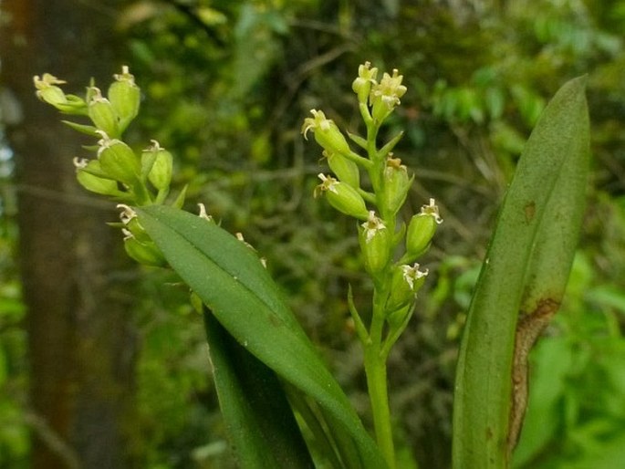 LIPARIS CESPITOSA (Lam.) Lindl. – hlízovec / hľuzovec