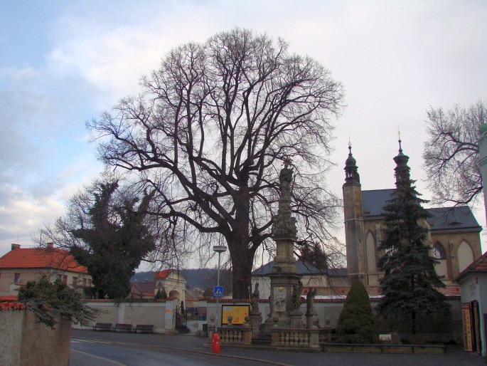 Lípa u Kostnice v Sedlci