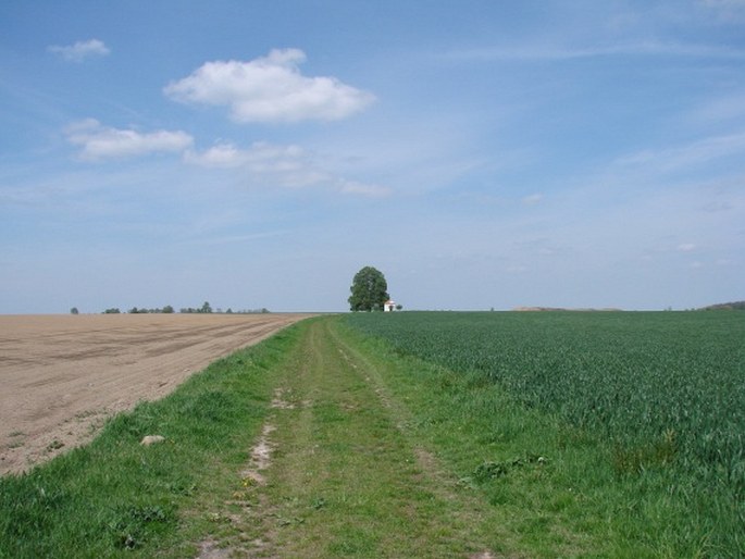 Lípa u kaple sv. Cyrila a Metoděje v Solopyskách