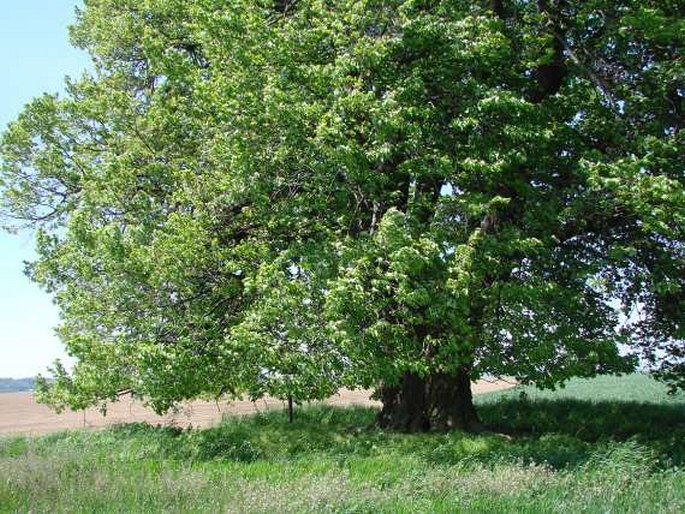 Lípa u kaple sv. Cyrila a Metoděje v Solopyskách