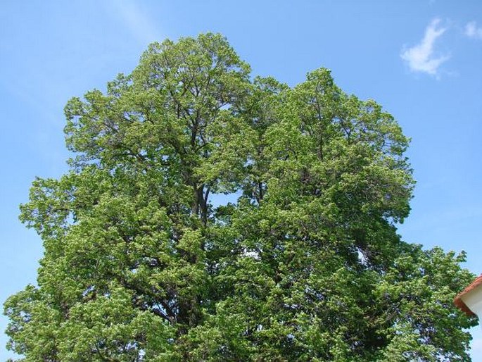 Lípa u kaple sv. Cyrila a Metoděje v Solopyskách