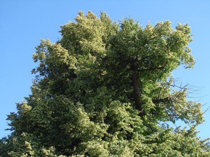 Lípa v Třebovli