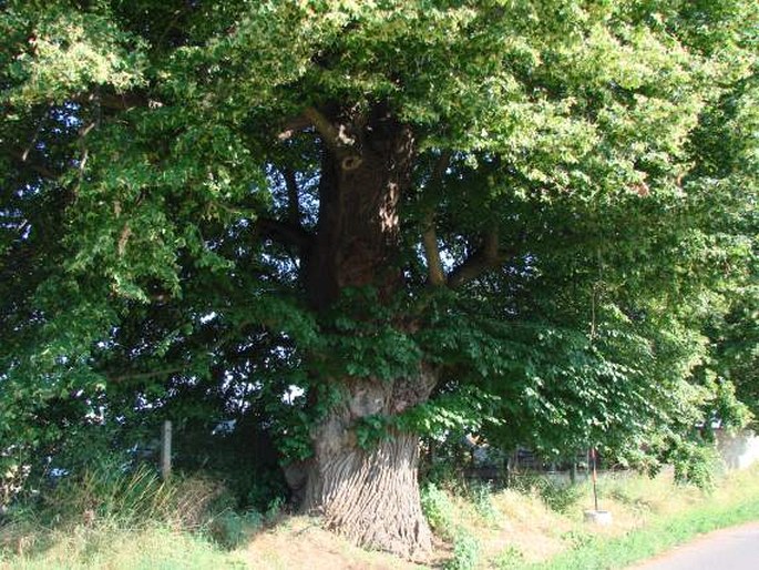 Lípa v Třebovli