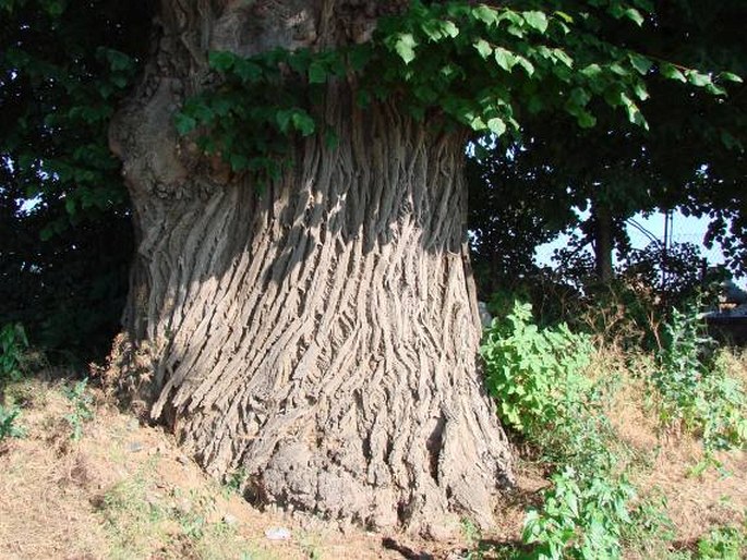 Lípa v Třebovli