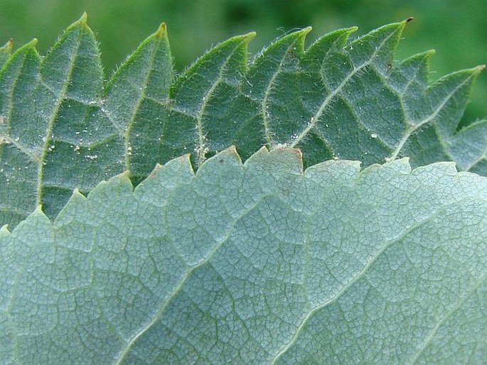 Tilia platyphyllos