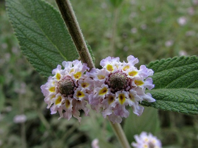 Lippia alba