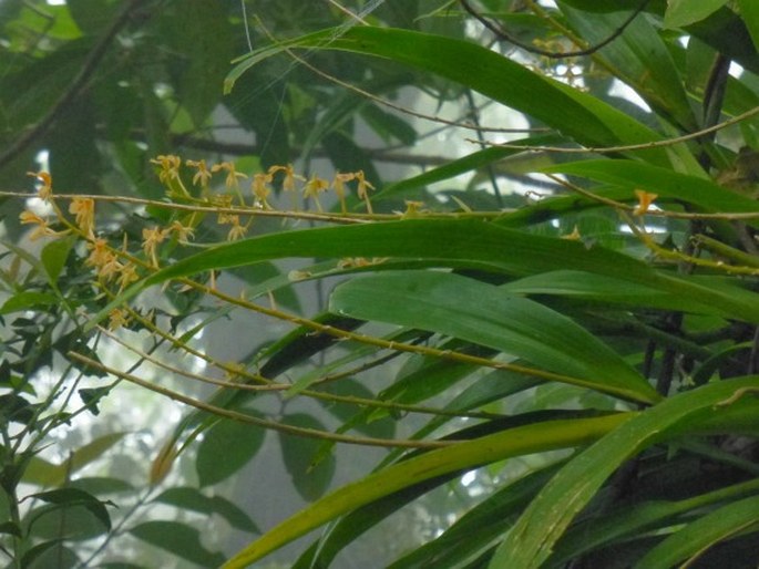 Liparis pallida