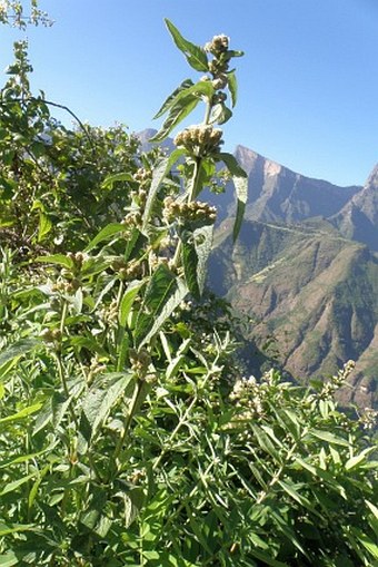 Lippia abyssinica