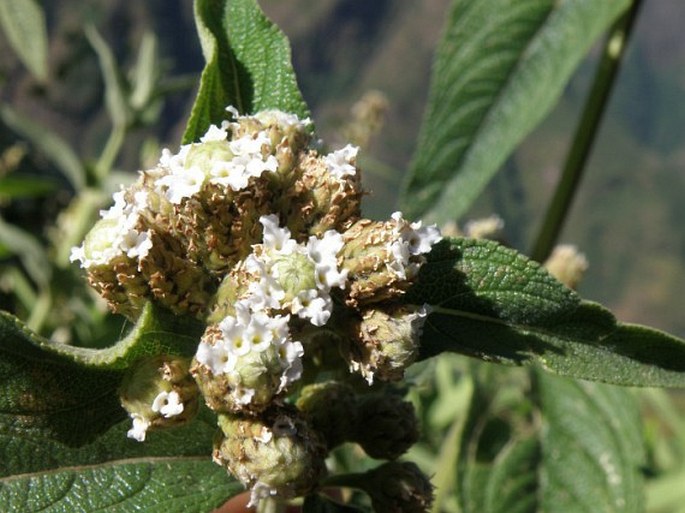 LIPPIA ABYSSINICA (Otto et A. Dietr.) Cufod.