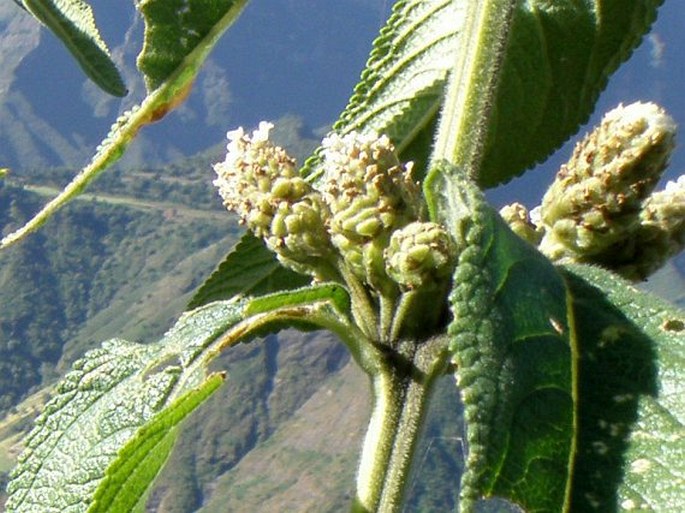 Lippia abyssinica