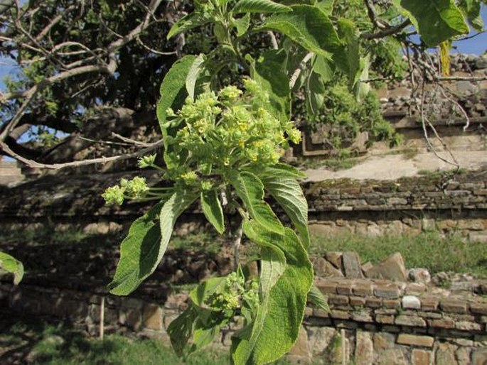 Lippia umbellata