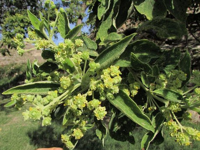 LIPPIA UMBELLATA Cav.