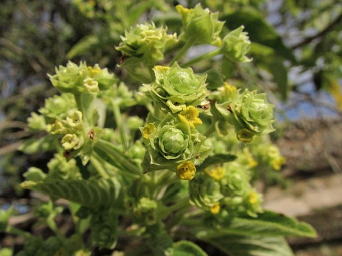 Lippia umbellata