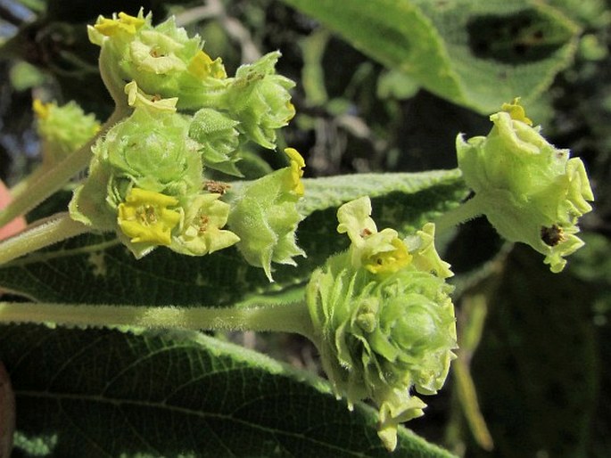 Lippia umbellata