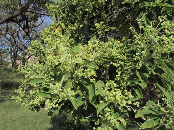 Lippia umbellata