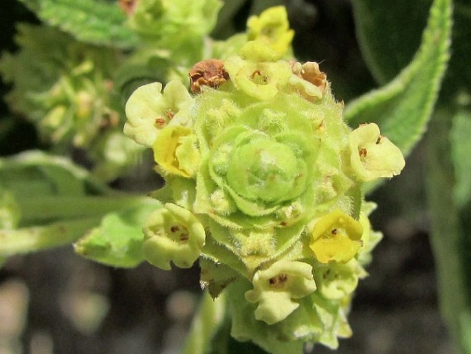 Lippia umbellata