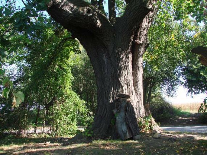 Lípy u svatého Donáta ve Škvorci