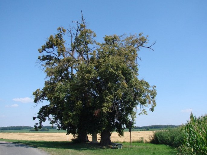 Lípy u Červeného Hrádku