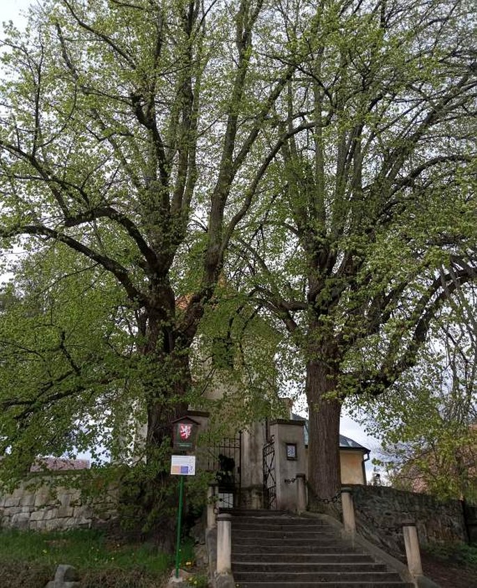 Lípy Vincence Zahradníka, Zubrnice