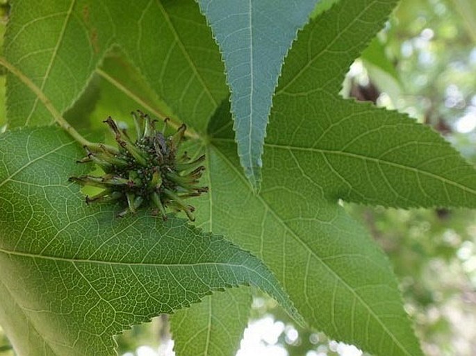 Liquidambar styraciflua