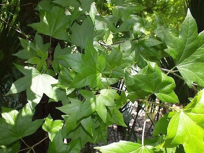 Liquidambar styraciflua