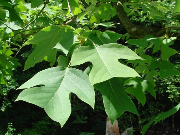 Liriodendron chinense