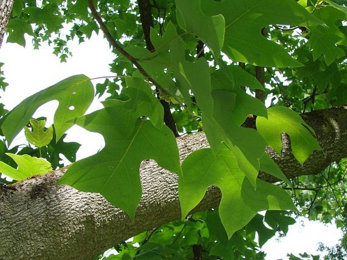 Liriodendron chinense