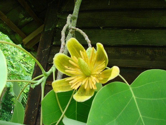 Liriodendron chinense