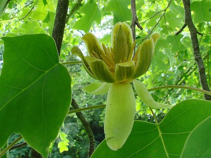 Liriodendron chinense