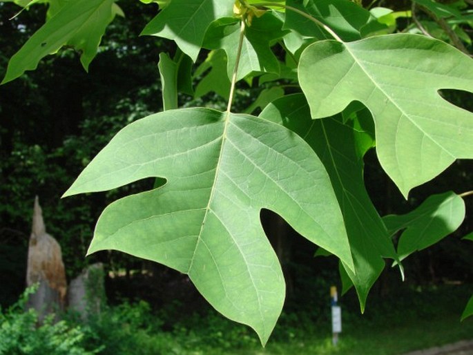 Liriodendron chinense