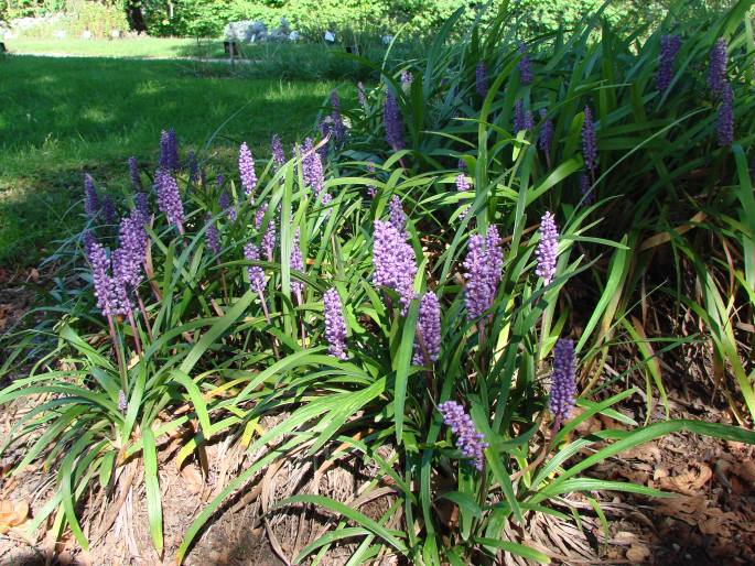 Liriope muscari