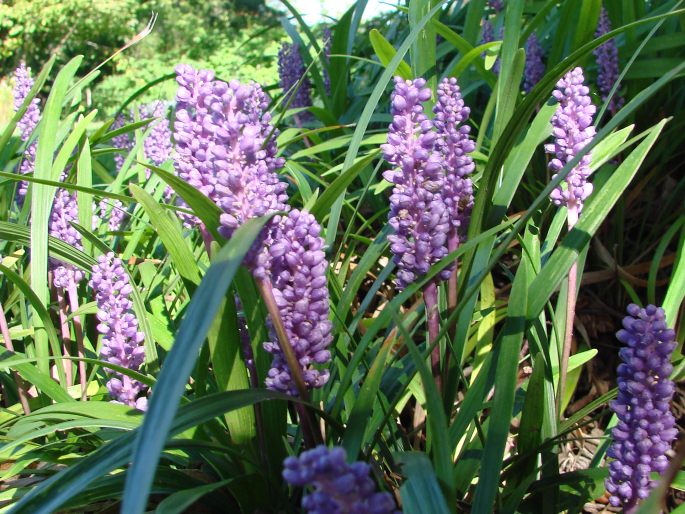 Liriope muscari