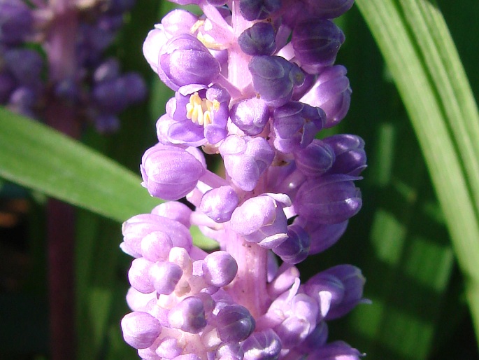 Liriope muscari