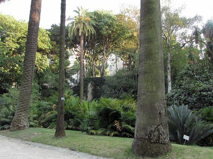 Jardim Botânico da Universidade de Lisboa