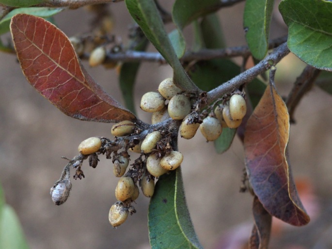 Lithraea caustica