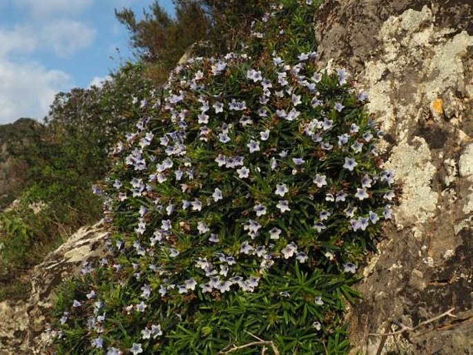 Lithodora zahnii