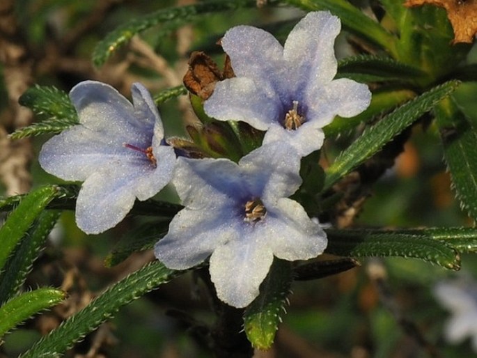 Lithodora zahnii