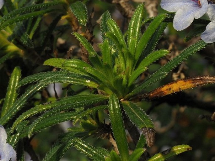 Lithodora zahnii