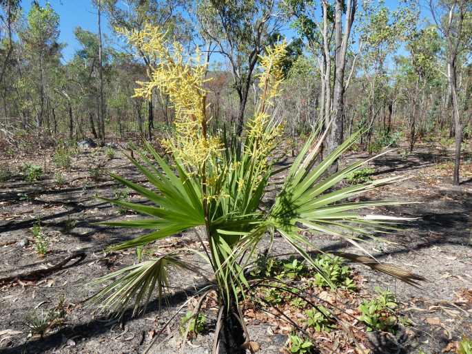 Livistona humilis