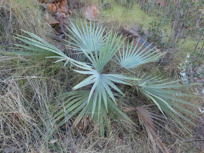 Livistona victoriae